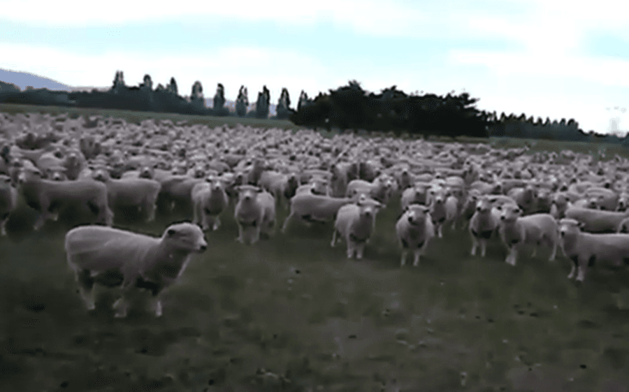 Baaa-rilliant: Sheep Protest Gets One Million Views