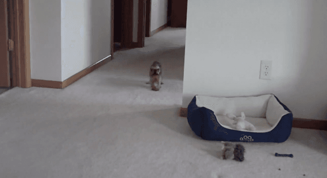 Video: “Can’t Believe You Just Did that to Me!” – Talking Wet Dog Can’t Handle Being Bathed