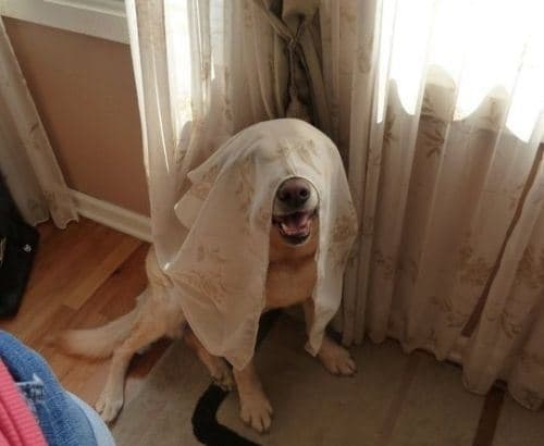 GALLERY – Twelve Dogs Who Are Fairly Rubbish At Hide And Seek