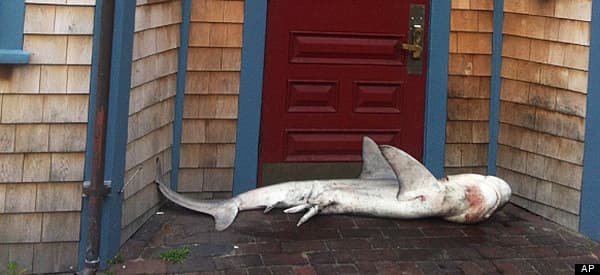 PICTURE: KNOCK, KNOCK, Who’s there? Jaws, That’s Who