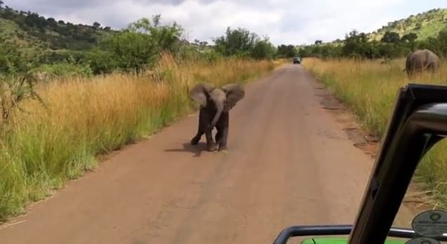 Video: Shy Baby Elephant Charges at Safari Jeep