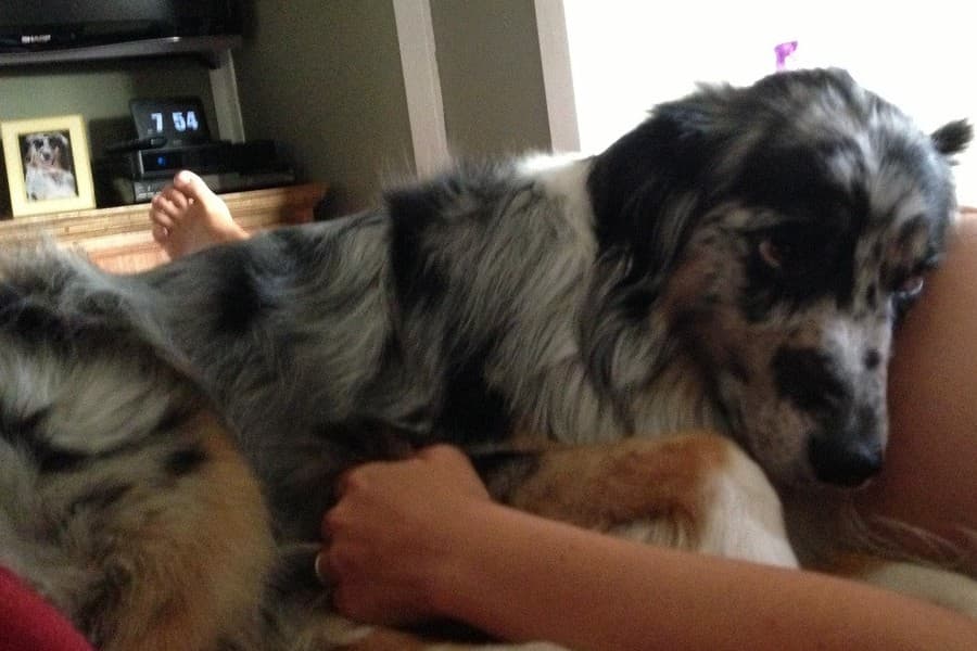 PICTURE – This Dog Is Eagerly Awaiting The Arrival Of His New Best Friend