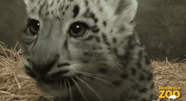 Video: Meet the Adorable Snow Leopard Cub Born in Chicago