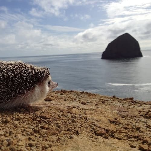 Is This the Most Loved Hedgehog Ever? Owner Captures Hedgehog’s Best Moments