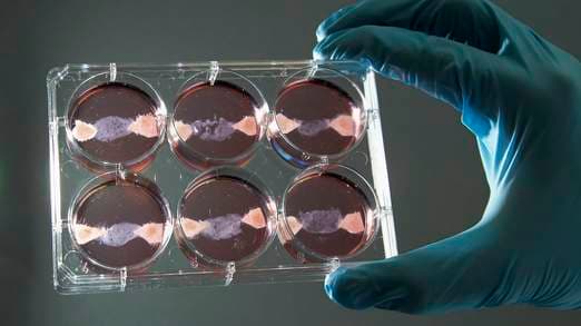Hungry? The World’s First Test Tube Burger Will Be Served Up Today