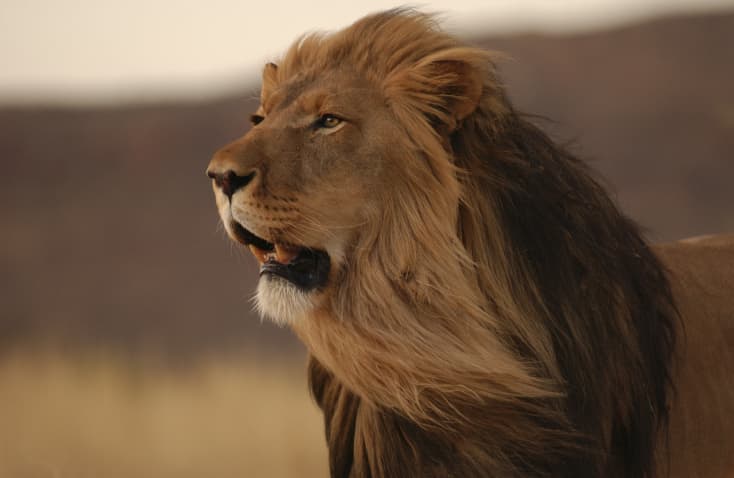 Zoo in China Tried to Pass off THIS Dog as a Lion