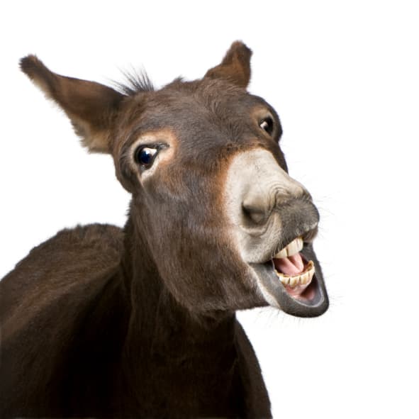 Pic: Did you See the Amazing Donkey Photobomb on RTÉ Weather Last Night?