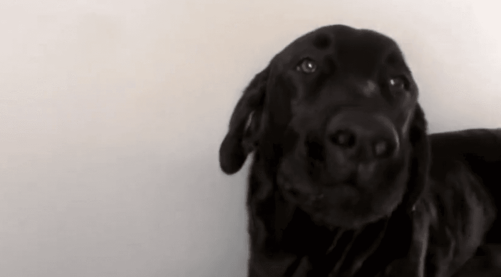“This is My Song!” Rescue Dog Has Adorable Reaction to Adele Hit