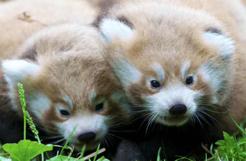 Double Trouble! Meet the Adorable New Arrivals to Dublin Zoo