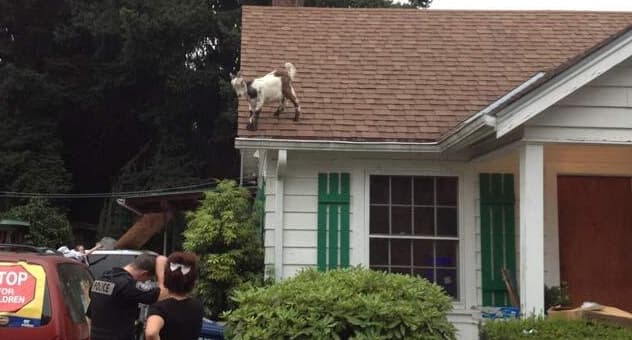You’ve Got To Be Kidding – Police Warned To Stay Clear Of Angry Goat