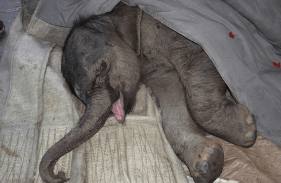 PICTURE: Baby Elephant Left Inconsolable After His Mum’s Attempt To Kill Him