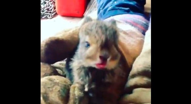 Video: So Cute! Baby Bunny Can’t Stop Sneezing