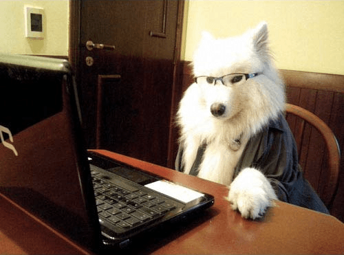 GALLERY: Dogs Using Computers Is Something Everyone Needs To See