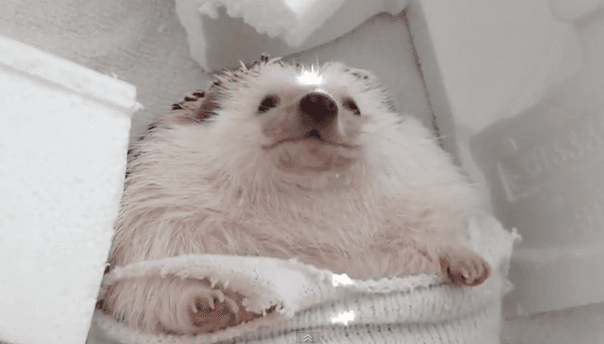 Move Over Miley – Hedgehog Does ‘Wrecking Ball’