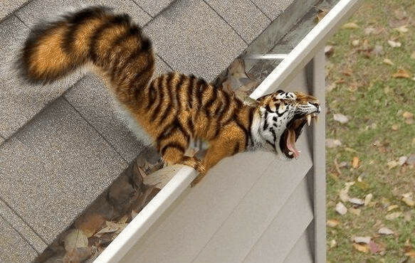 Squigers and Rabirds and Darks – Oh My! Thirteen Animals You Really Wish Existed