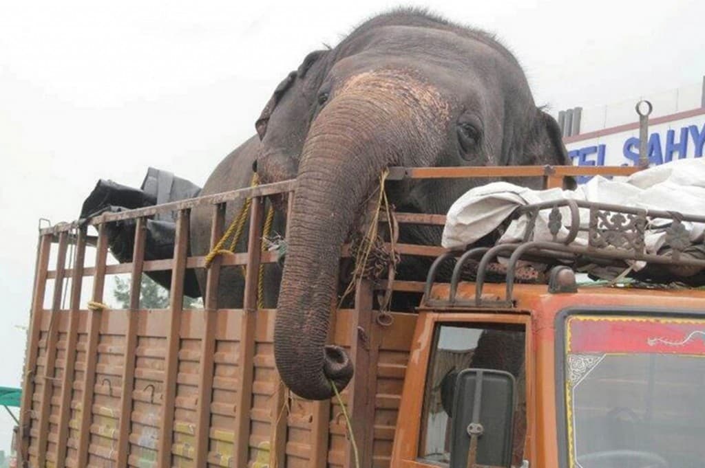 PICTURE: 18-Year-Old Abused Elephant Airlifted To Safety