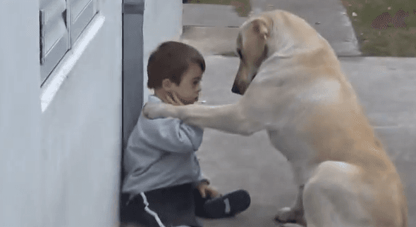 VIDEO: This Will Melt Your Heart – Dog Befriends Adorable Little Boy
