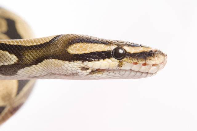 Video: Woman Makes Mini Top Hats and Moustaches for Her Pet Snakes