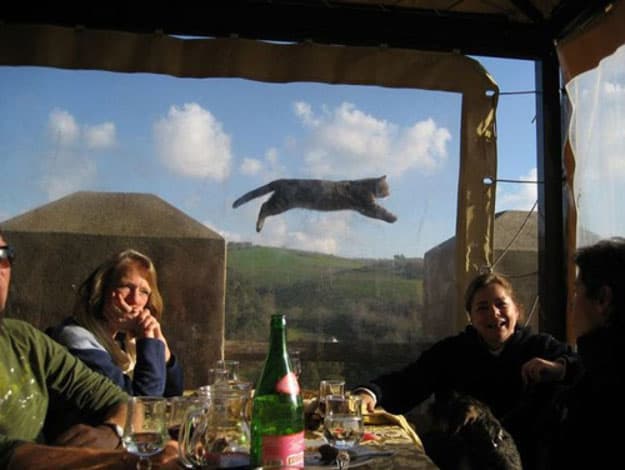 GALLERY – Here Are 22 Of The Best Animal Photobombs To Celebrate World Animal Day