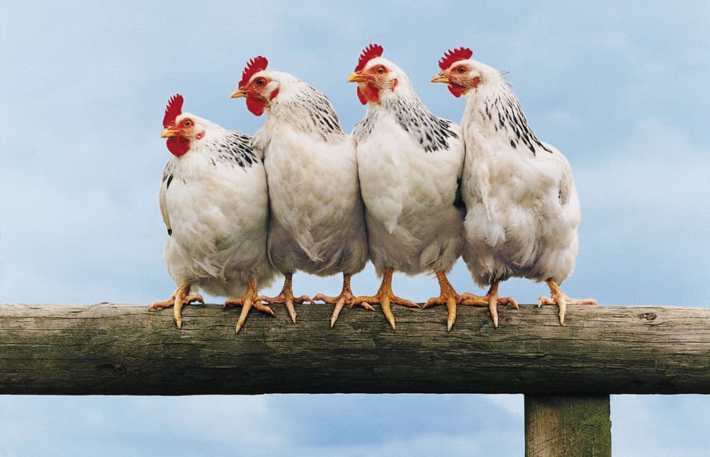 Food for Thought: The Story Behind Chicken à la King