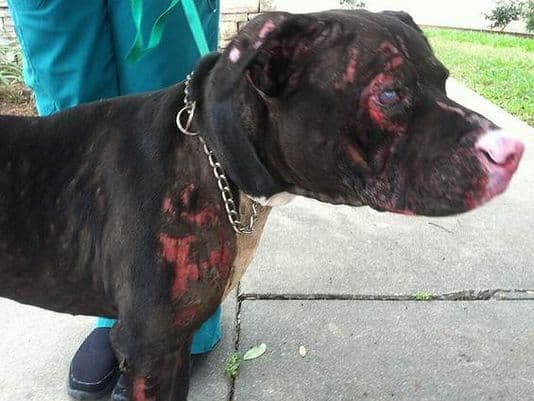VIDEO: Hero Dog Suffers 30 Per Cent Burns After Saving Family From Fire