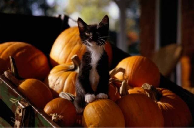 Vegetable Thief! 600 Pumpkins Have Gone Missing from a New York Farm