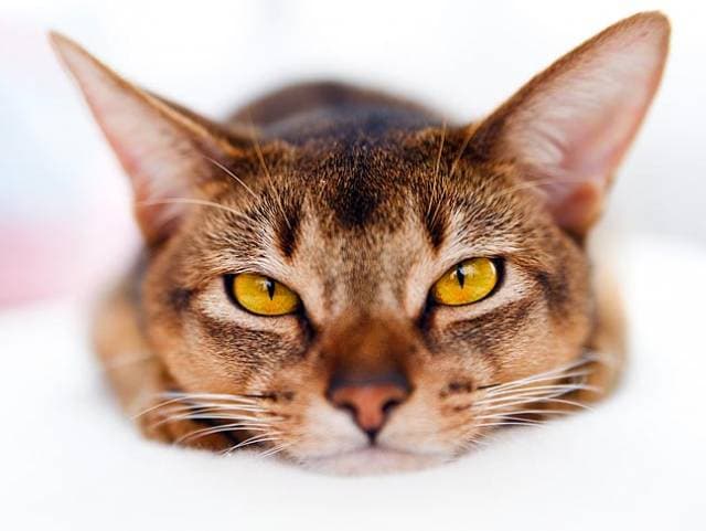 Photo: Introducing the Special Japanese Red Wine, For Cats