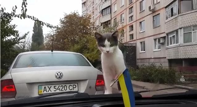 VIDEO – Cat Versus Windscreen Wipers, Let’s Just Say The Cat Doesn’t Exactly Win