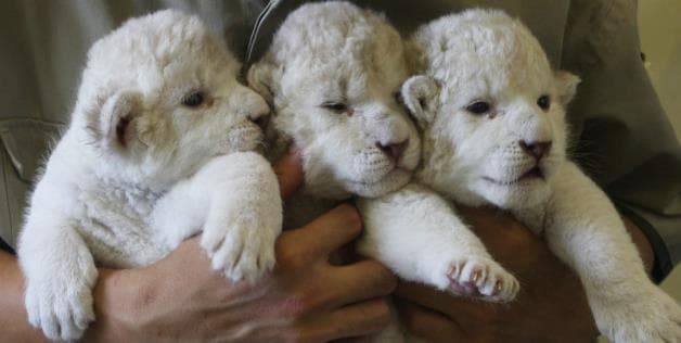 Video- How Cute Is This Adorable Baby Lion Cub?