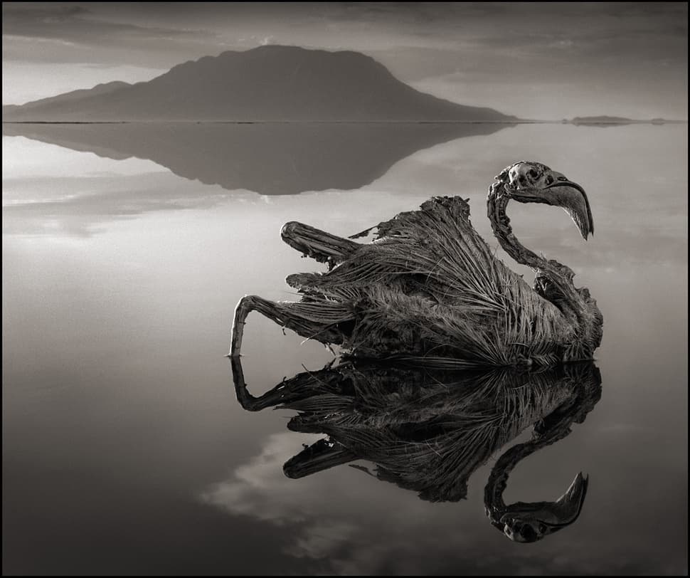 PICS: Extraordinary Conditions Of This Lake Turns Wildlife To Stone