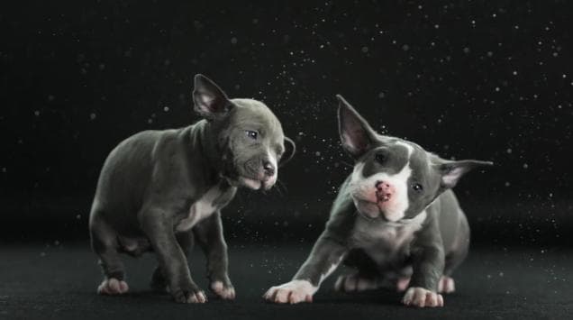 VIDEO – SHAKE! Dogs Shaking Themselves Dry In Slow Motion