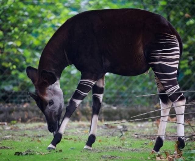 WIN!! We’ve Got 5 Family Passes to Dublin Zoo to Give Away!
