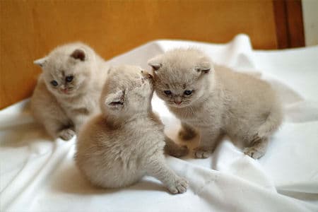 Video: Hungry Kittens Refuse To Wait Any Longer For Dinner