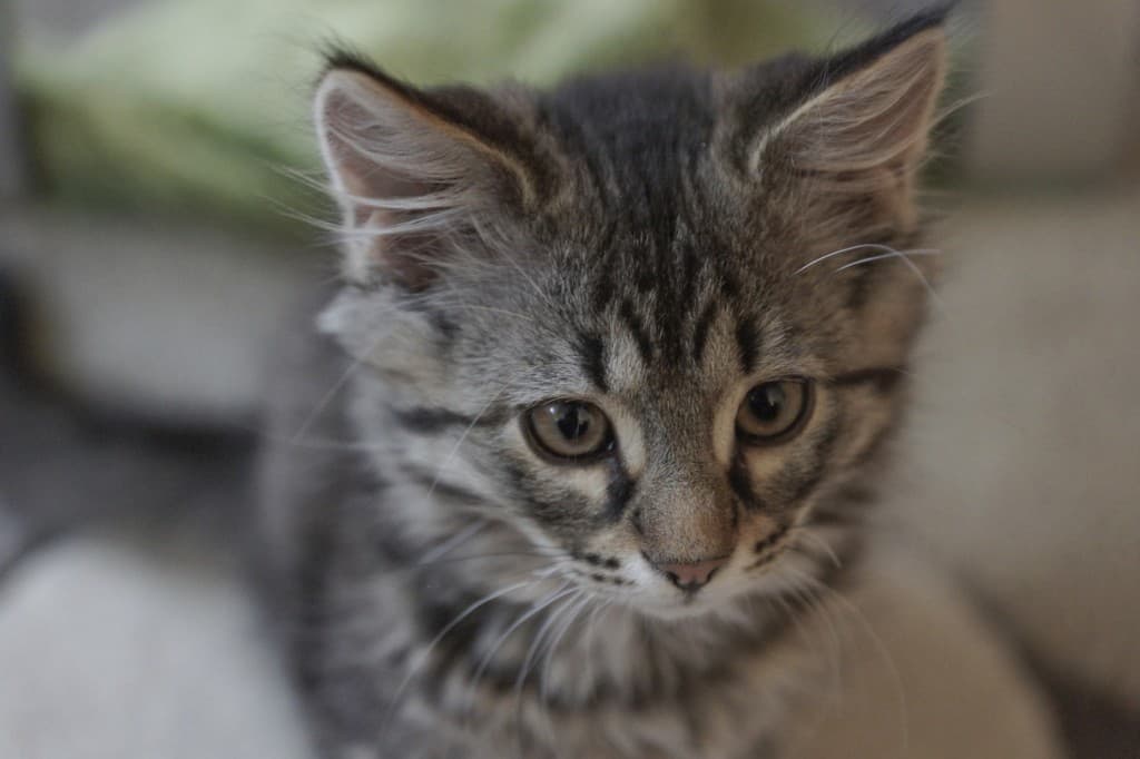 In Photos: Tweeter Documents Growing Kitten Over a Series of Cute Images