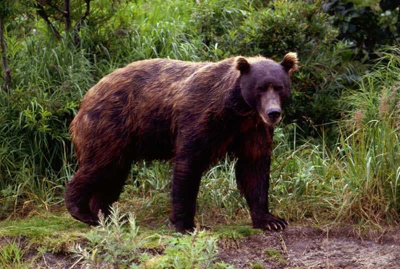Video: This Isn’t Something You See Everyday – A Bear Takes A Drive In A Lamborghini
