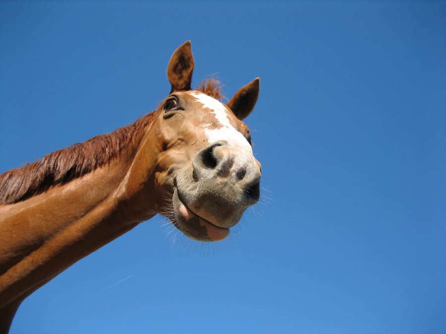 PIC: How’s It Hanging Lads? This Stallion Can Photobomb Like No Other