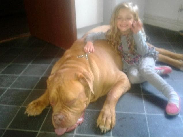 4-Year-Old Girl Savaged To Death By Family Dog