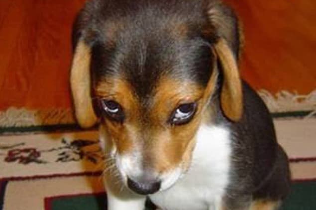 GALLERY – Eleven Of The Best Animal Shaming Pictures You Will Find On The Internet