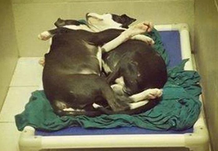 Blind Puppy and Brother Adopted After Picture Goes Viral