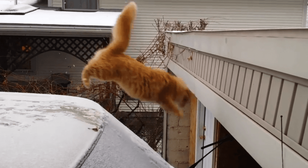 VIDEO: Just Try Not To Laugh At This Cat Fail.