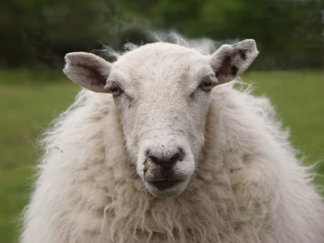 Sheep “Had The Munchies” After Dining on £4,000 Worth of Cannabis