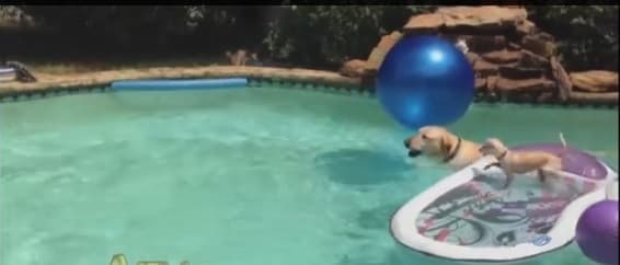 Video: All Kinds Of Brilliant – Puppy Surfs On His Dad’s Back