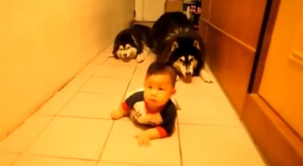 VIDEO: Huskies Imitate Crawling Baby