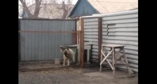 VIDEO – Slave To The Music, This Dancing Dog Just Can’t Escape The Beat