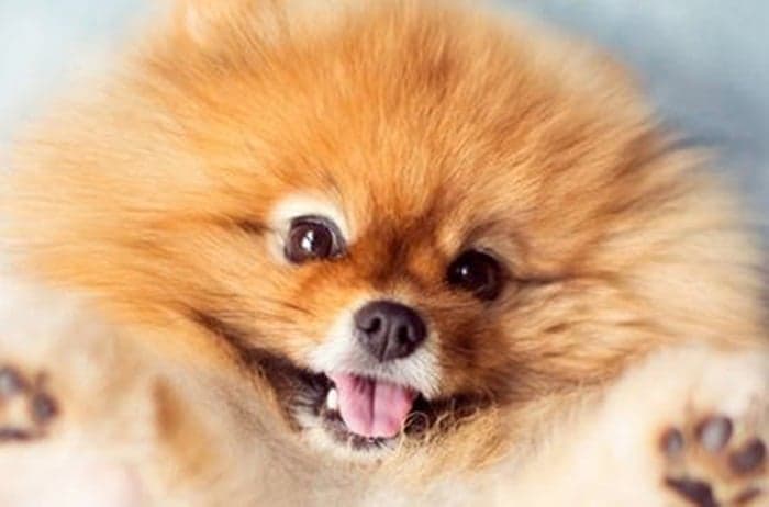 Flint the Pomeranian Puppy Is an Internet Hit