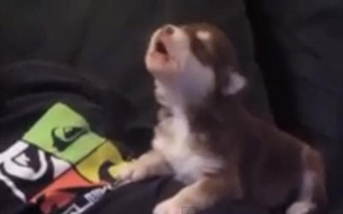 VIDEO: Three-Week-Old Husky Pup Trying to Howl