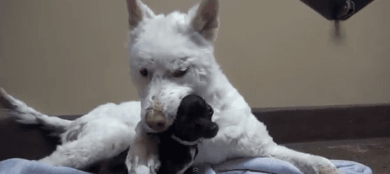 Watch: Left To Die – Abandoned Dog Overcomes The Odds