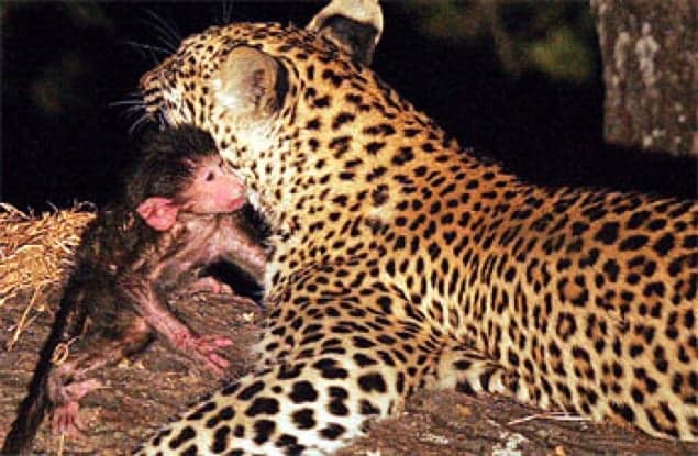 VIDEO: This Leopard and Baby Baboon Might Break Your Heart