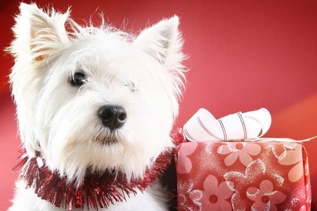 ‘Tis The Season – Some Charities That Need Your Help During The Festive Season