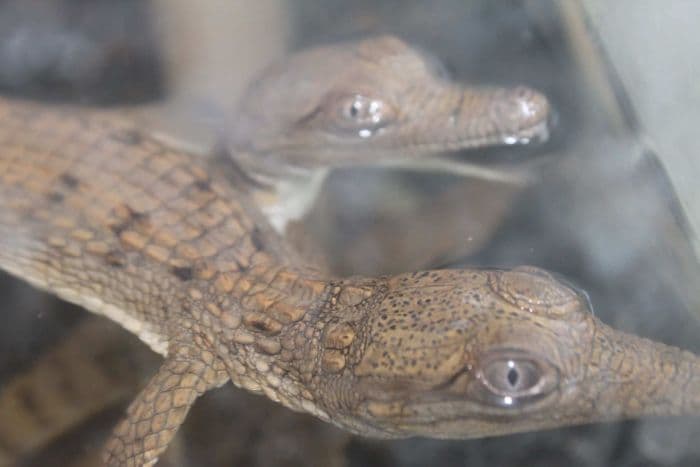 Anyone for a Dip? Nine Baby Crocodiles Found in Public Pool